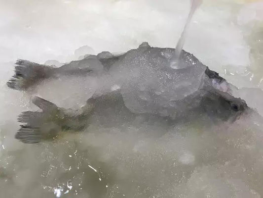Máquina de fatura de gelo da máquina de gelo da pasta 3T/24H para o marisco